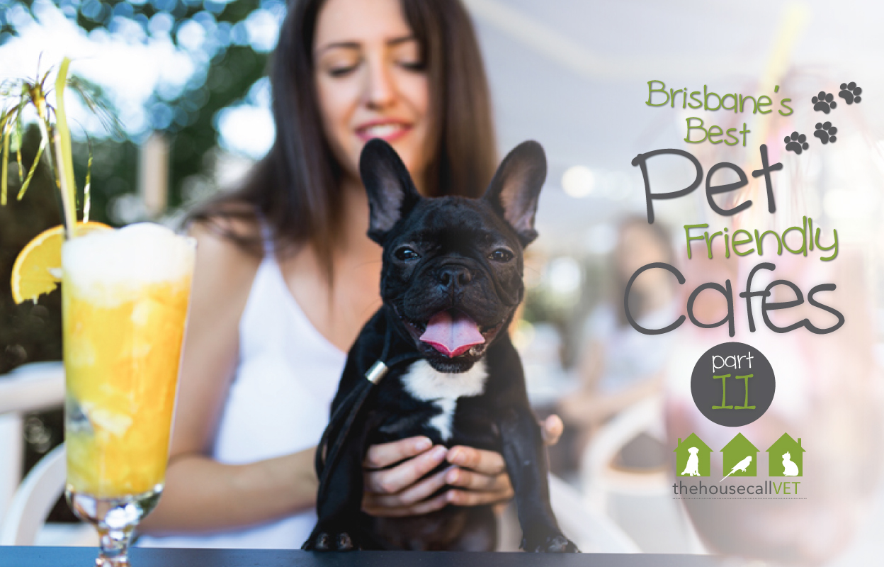 pet-friendly cafes in Brisbane part II... one list simply isn’t enough!!!