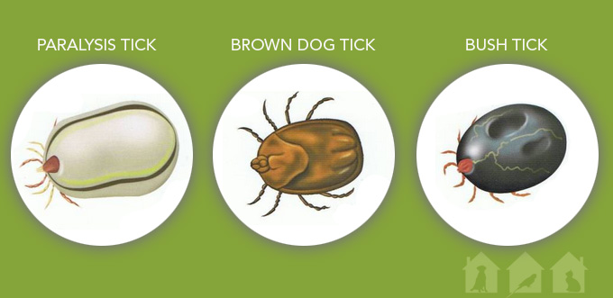 different types of ticks that affect dogs