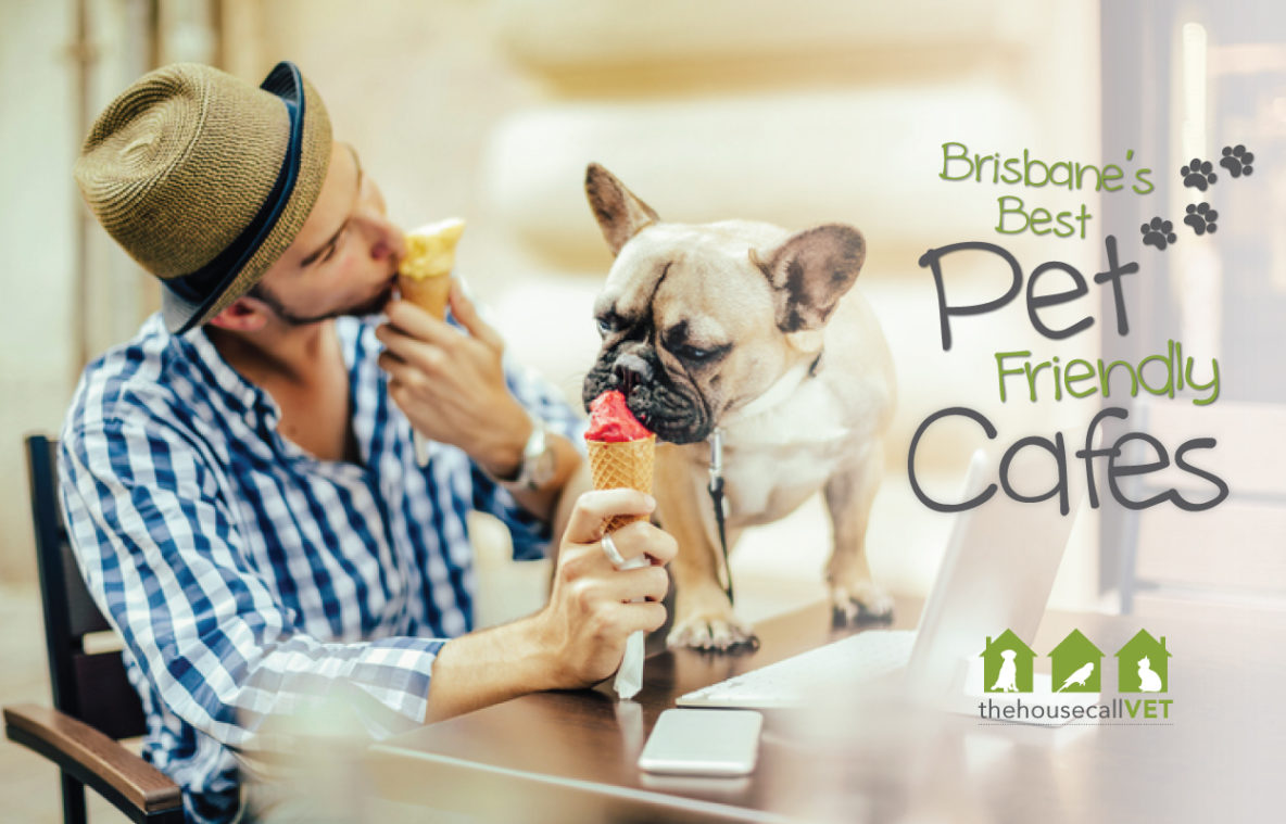 Brisbane’s best Pet-friendly cafes | The House Call Vet | Vet Near Me