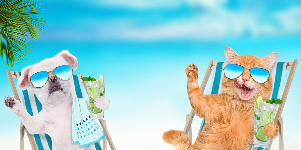 dog and cat on a holiday