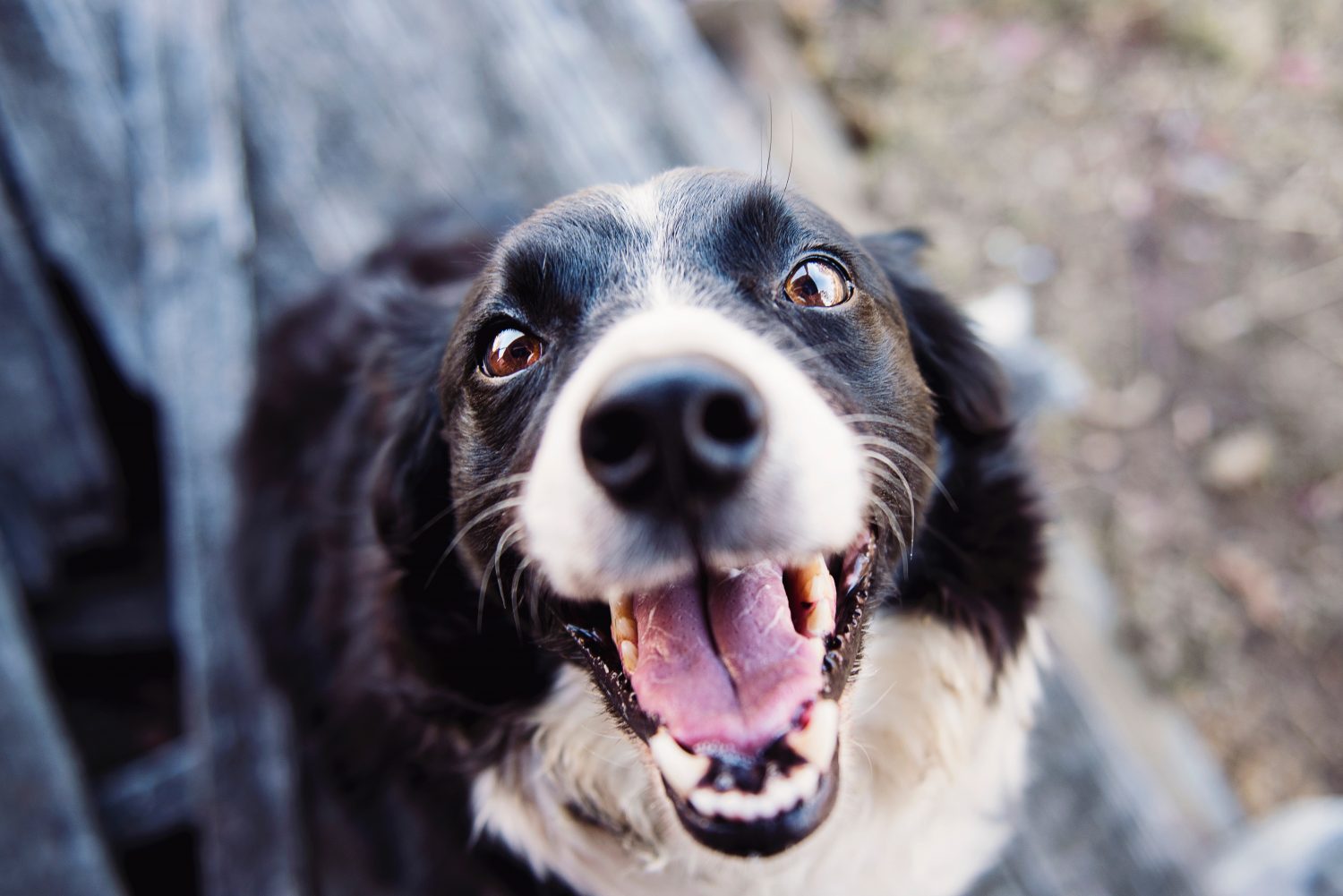 preparing for tick season - smiling sheep dog