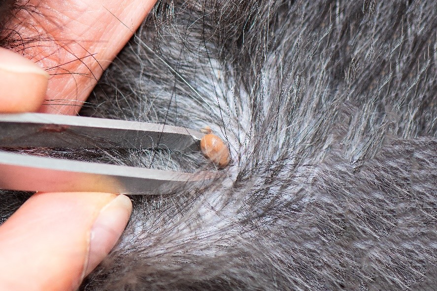 preparing for tick season - tick in grey fur