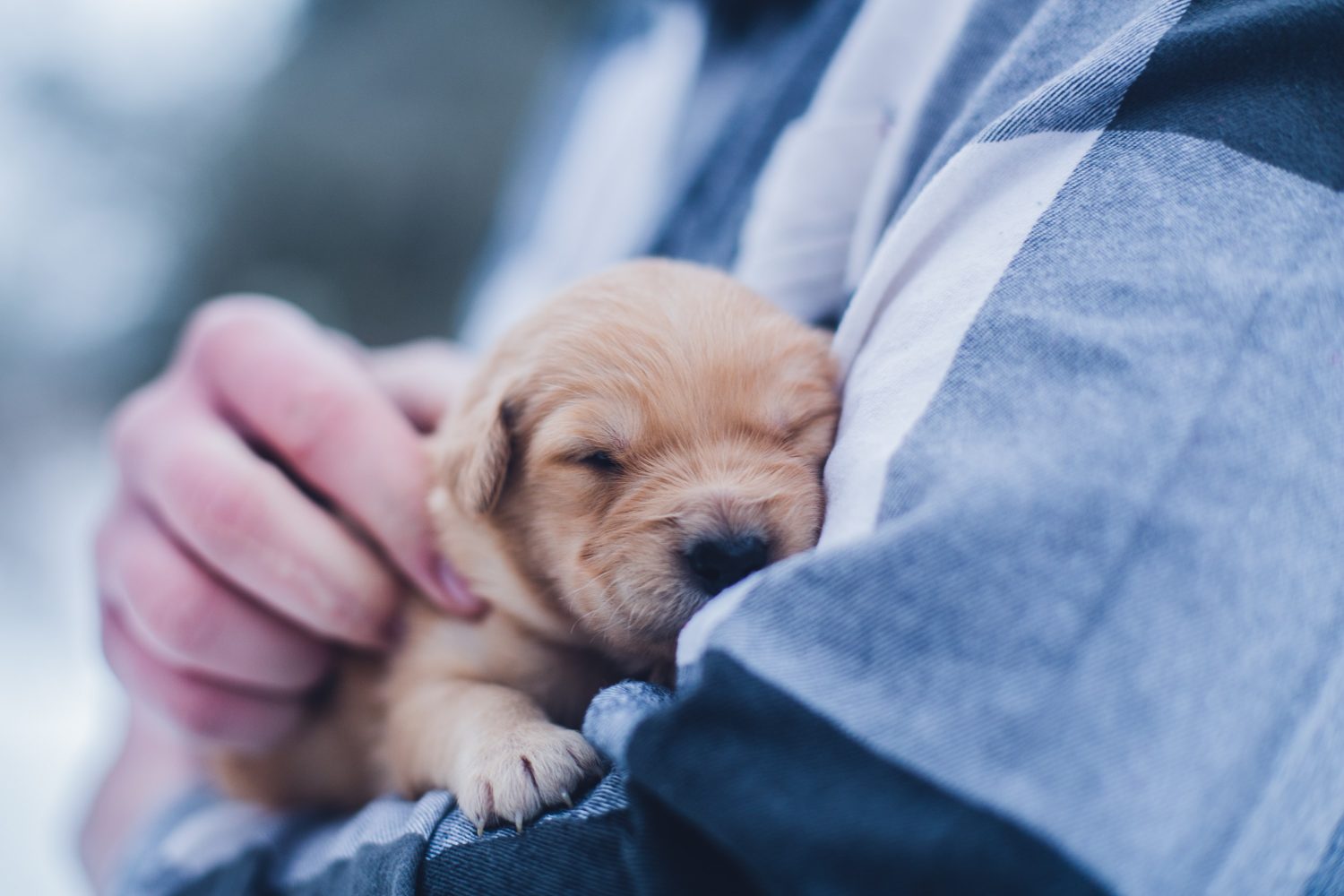 The Importance Of Pet Vaccination - hospital puppy