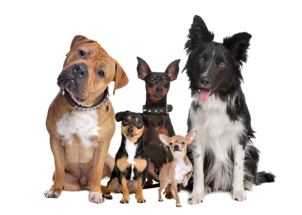 Emergency Vet Brisbane - various dog breeds