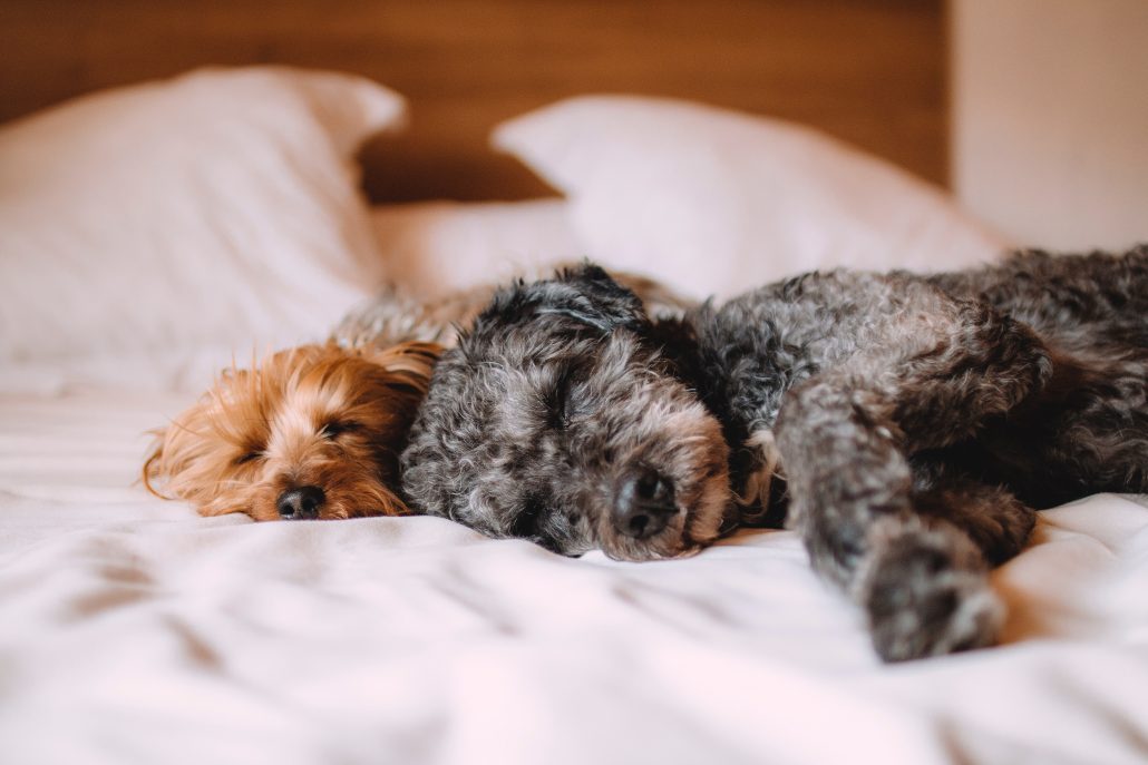 dog euthanasia - dogs on bed