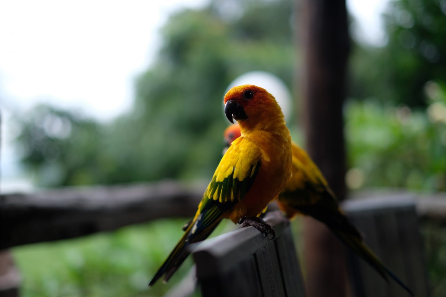 Bird Vets Brisbane | Veterinarian Near Me | Home Visit Vet