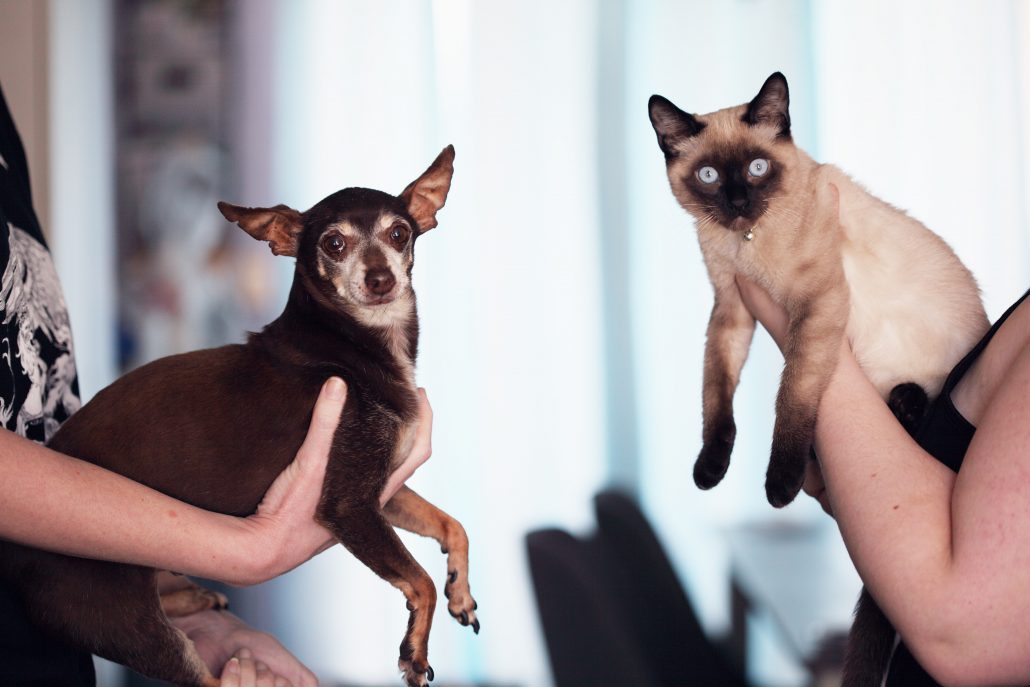 Introducing A New Cat To Your Home - people holding a dog and cat