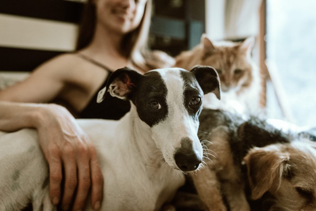 How To Get Rid Of Fleas In Dogs
