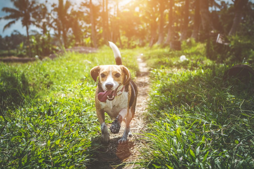 after hours vet south brisbane - running dog on path