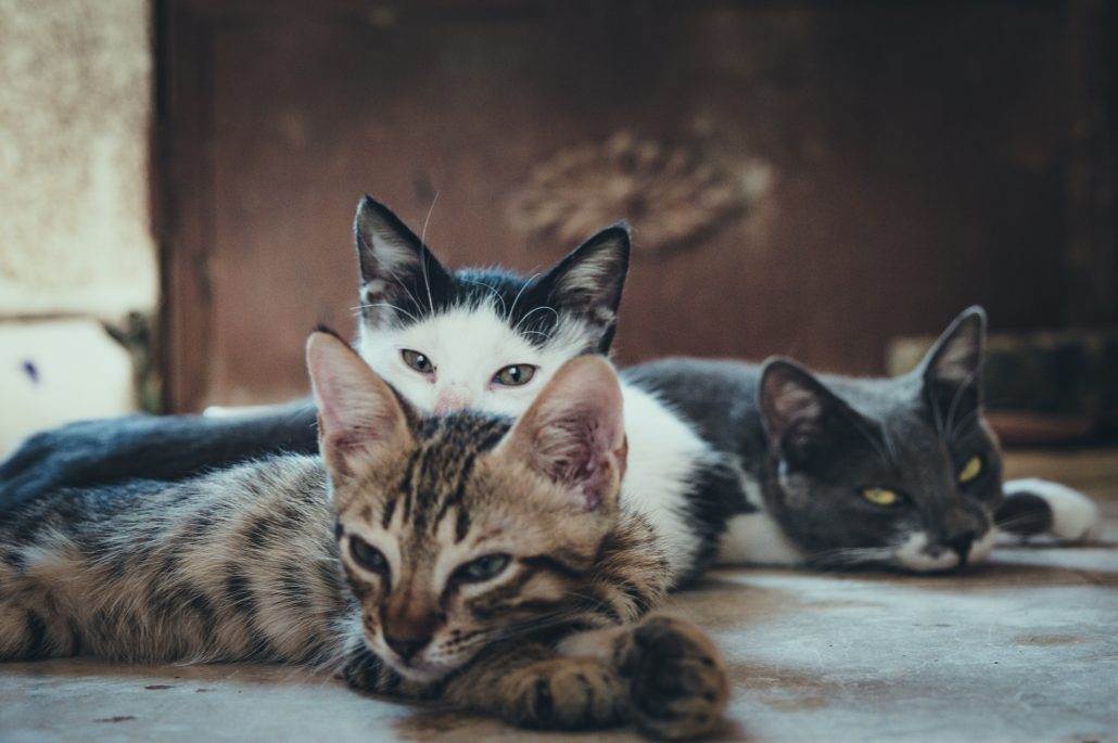 Sunnybank - sleeping cats