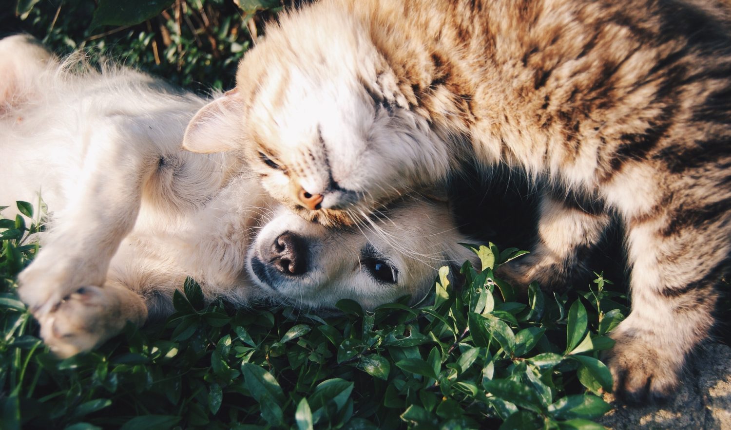 The Importance Of Pet Vaccination - dog and cat