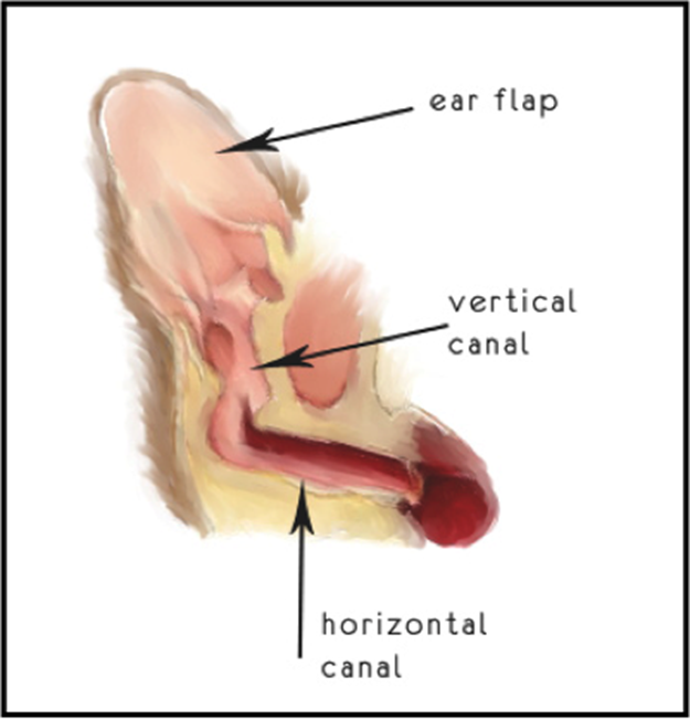 Otitis Ear Infection in Dogs & Cats diagram