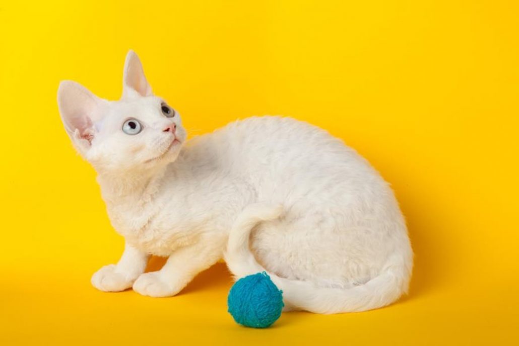 24hr vet south brisbane cat on yellow background