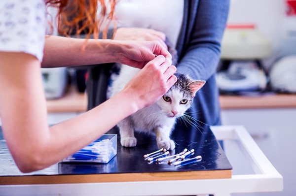 secrets to a stress free vet visit - cat with ears