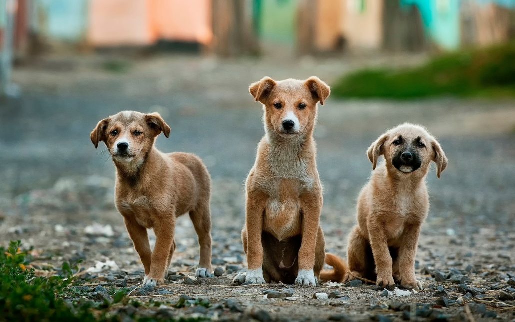 dogs with anxiety symptoms three puppies