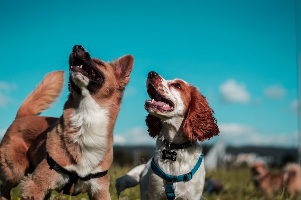 Signs Of Dental Disease In Pets - dogs and blue sky