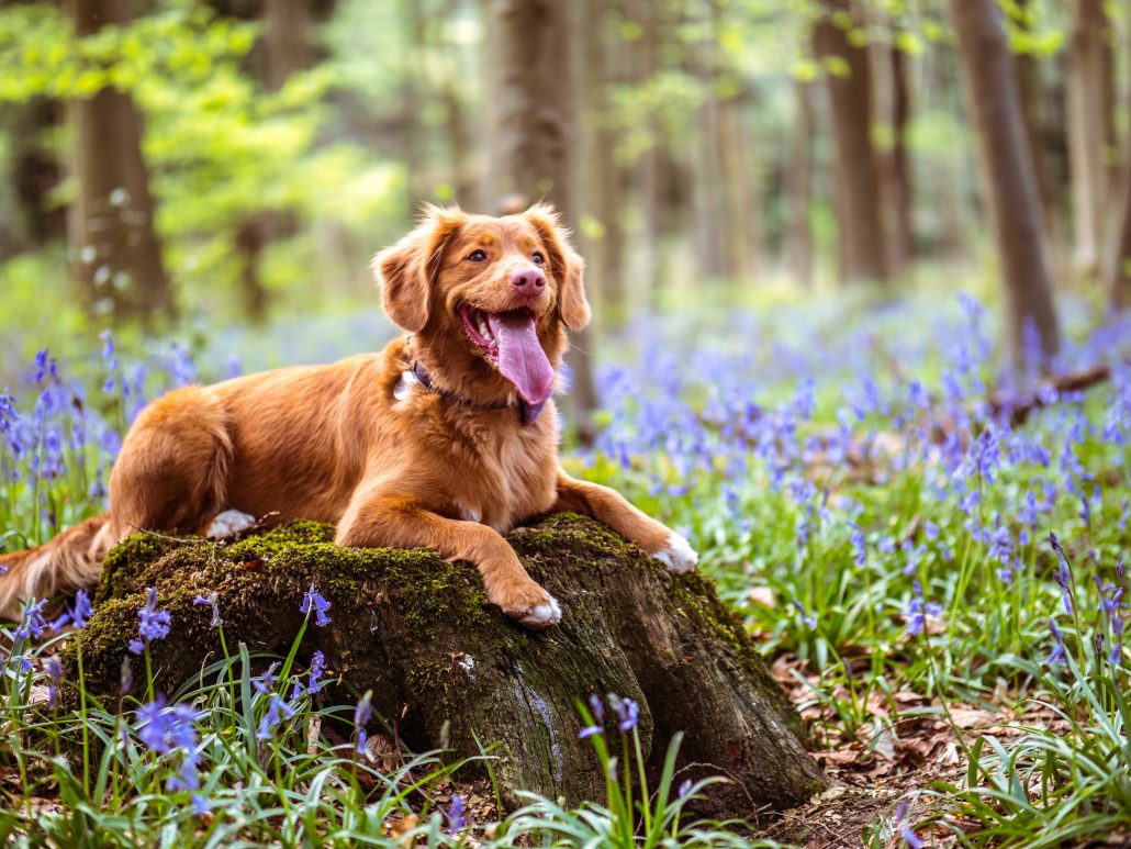 after hours vet - dog in forest