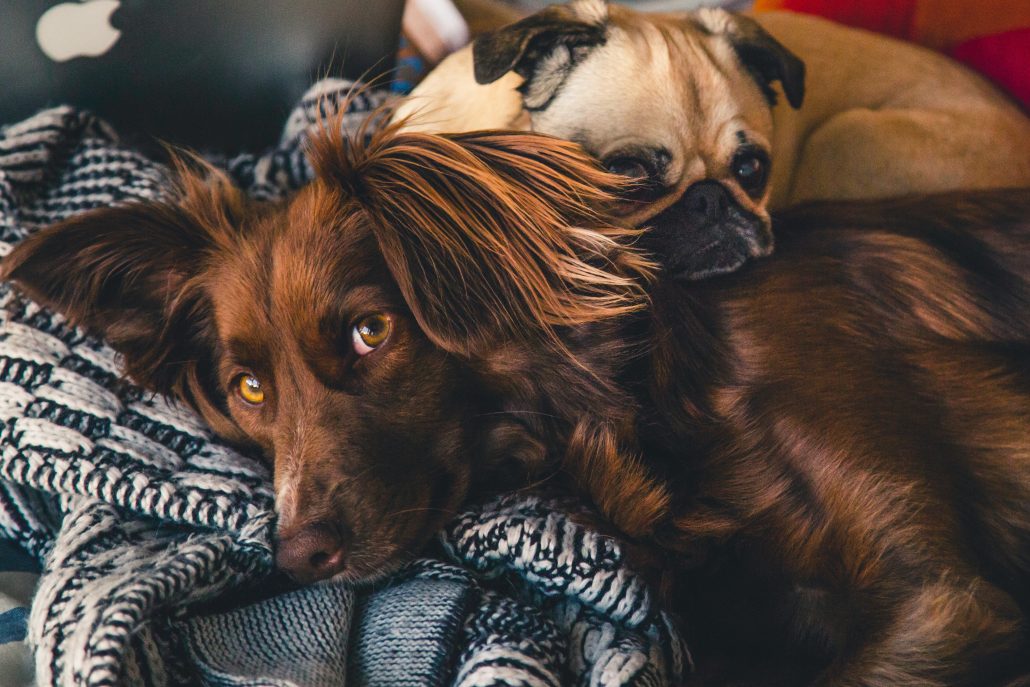 dog euthanasia cuddling dogs