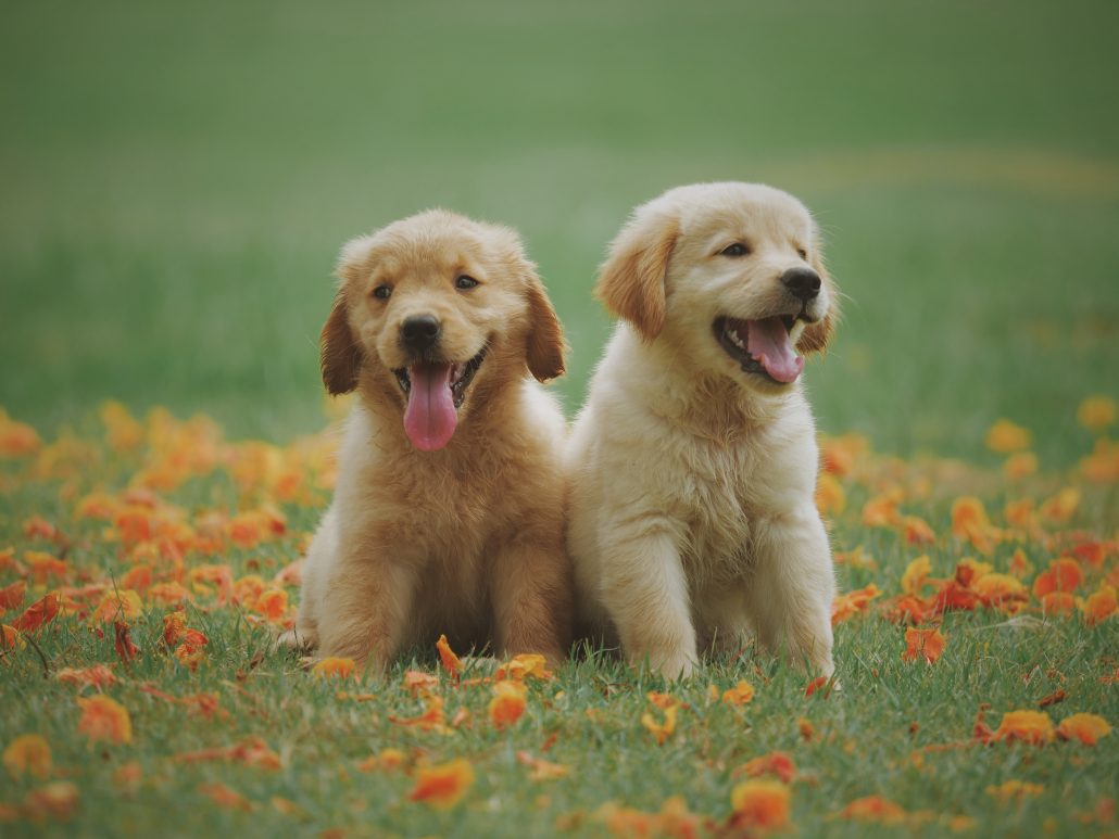 symptoms of canine distemper 