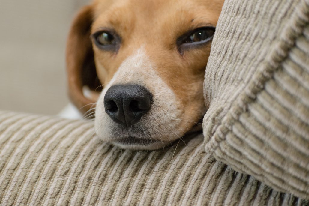 symptoms of canine distemper 