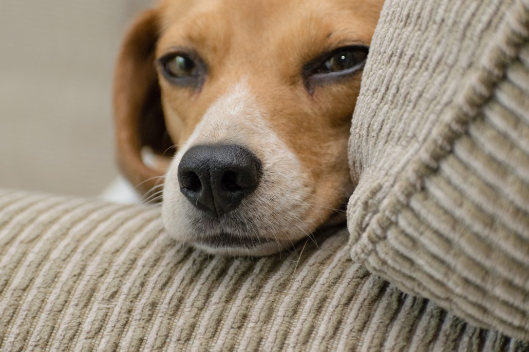 after hours vet south brisbane - dog on arm