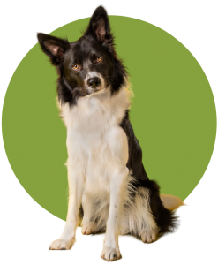 emergency vet care Sunnybank - Shepard dog