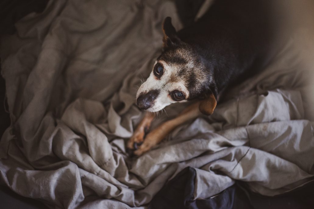 coping with the loss of a pet - old dog
