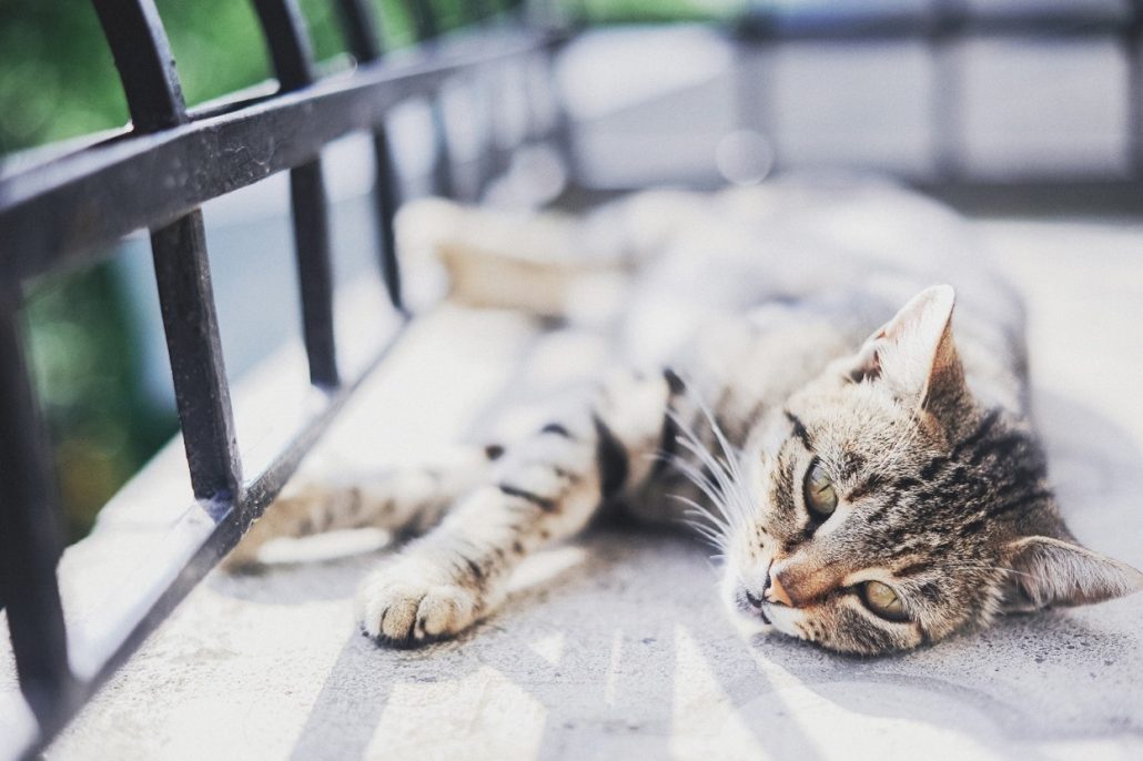 Cat Euthanasia - cat laying on porch