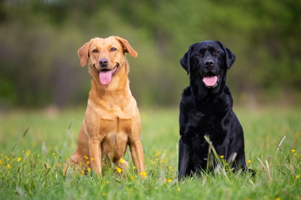 hip dysplasia in dogs black and golden Labrador dogs