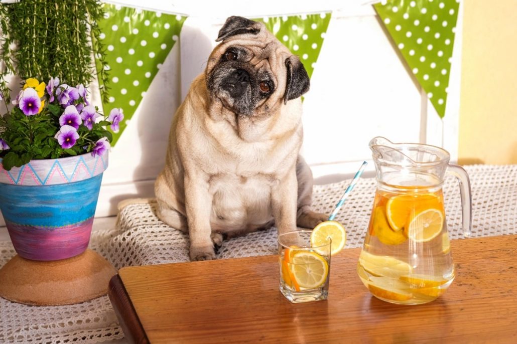 hip dysplasia in dogs pug at table with oranges