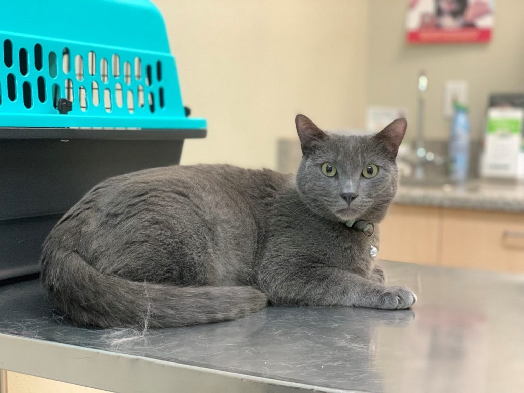 cat clinic - grey cat on examination table