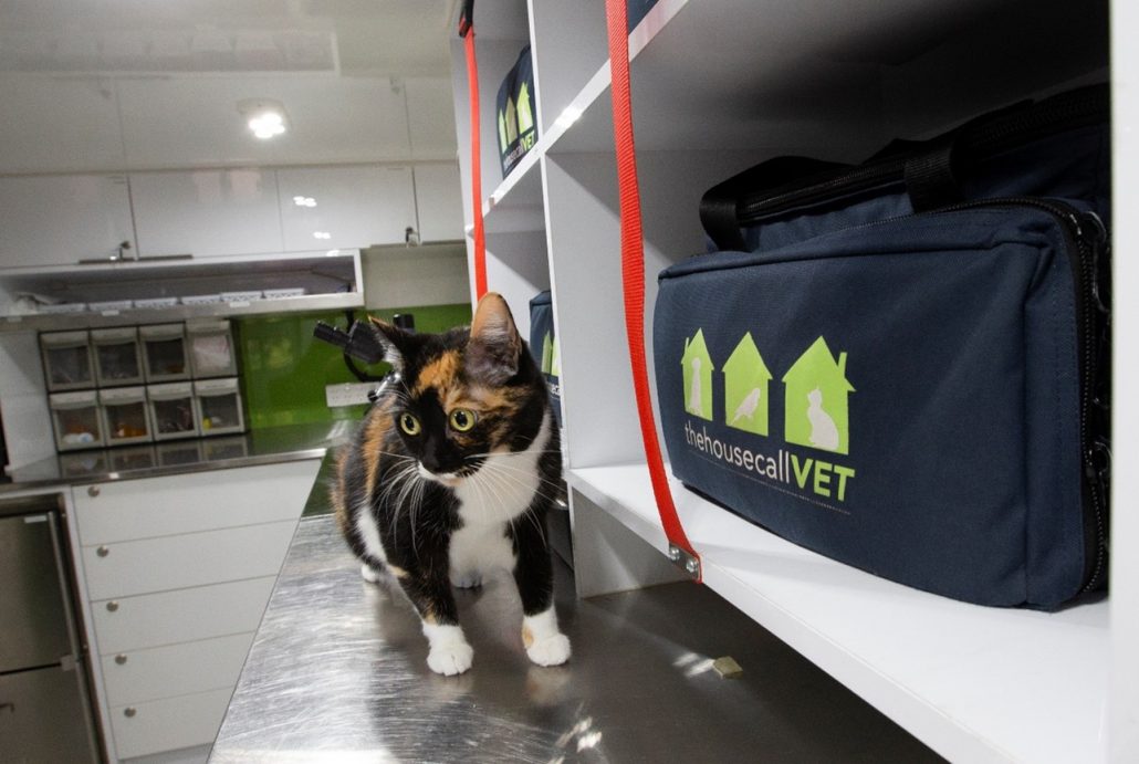 pet vaccinations - calico cat at vet office