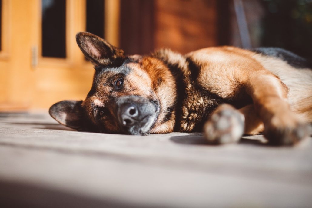 Coping With The Loss Of A Pet - dog lying on floor