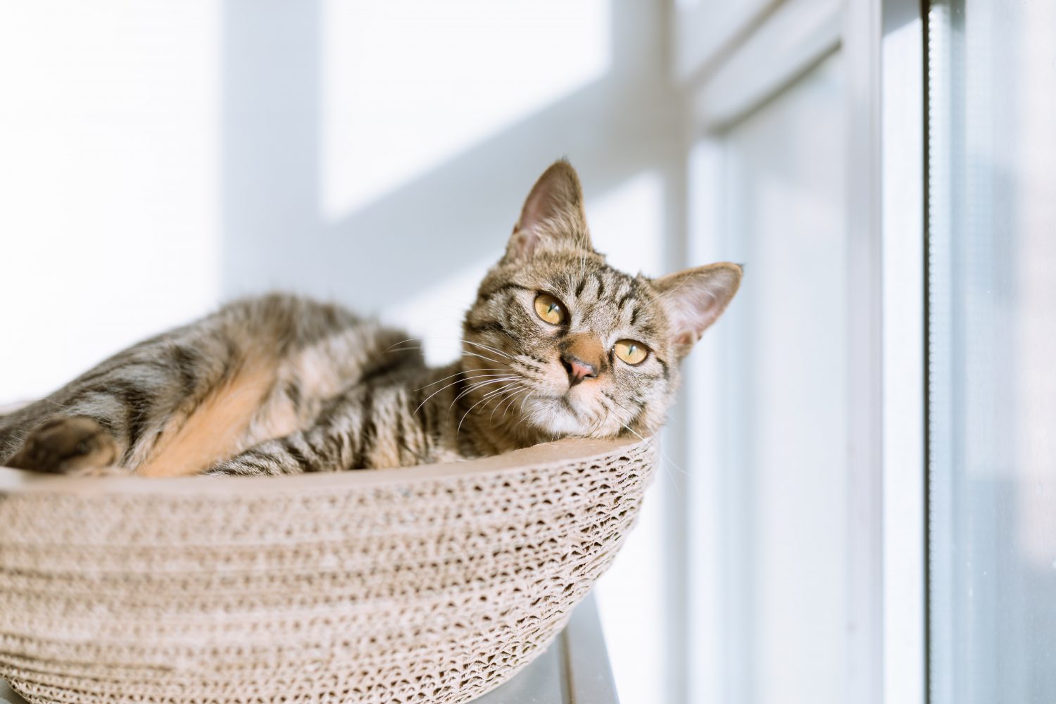 Cat Euthanasia - cat laying near window