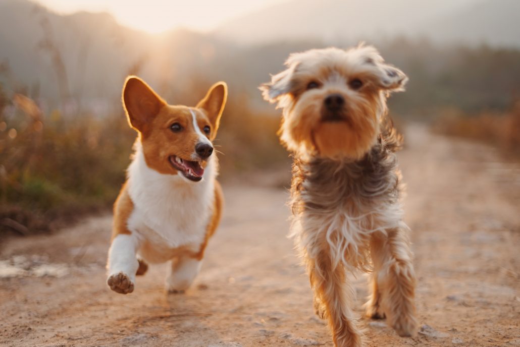 Animal Emergency Center - running dogs