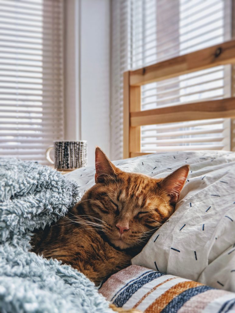 Introducing A New Cat To Your Home - cat sleeping under blanket