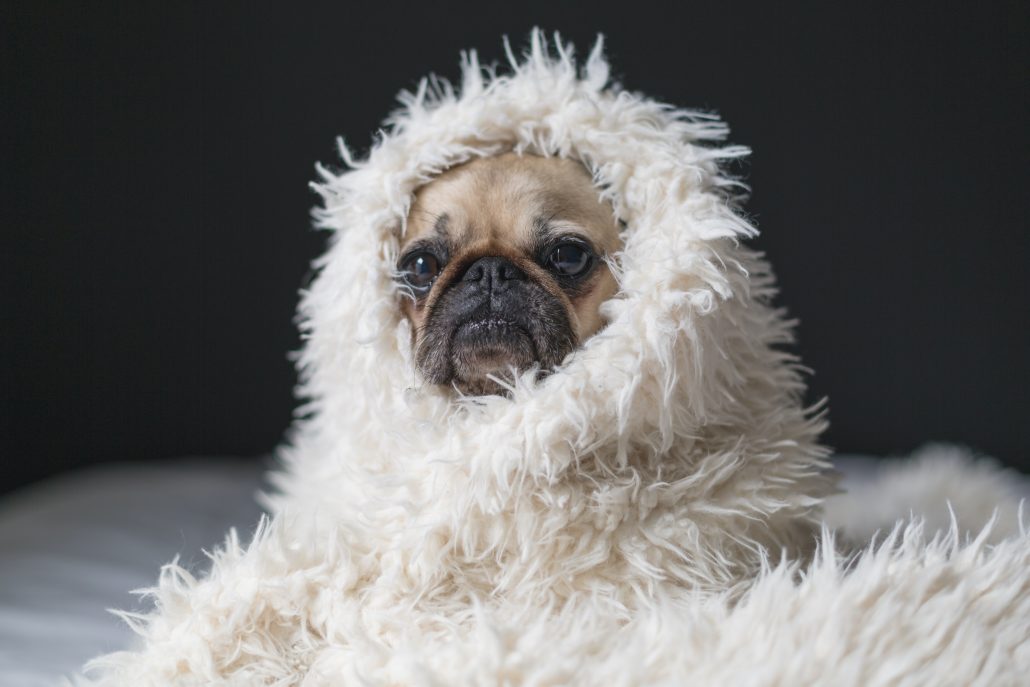 pet Euthanasia - pug in blanket