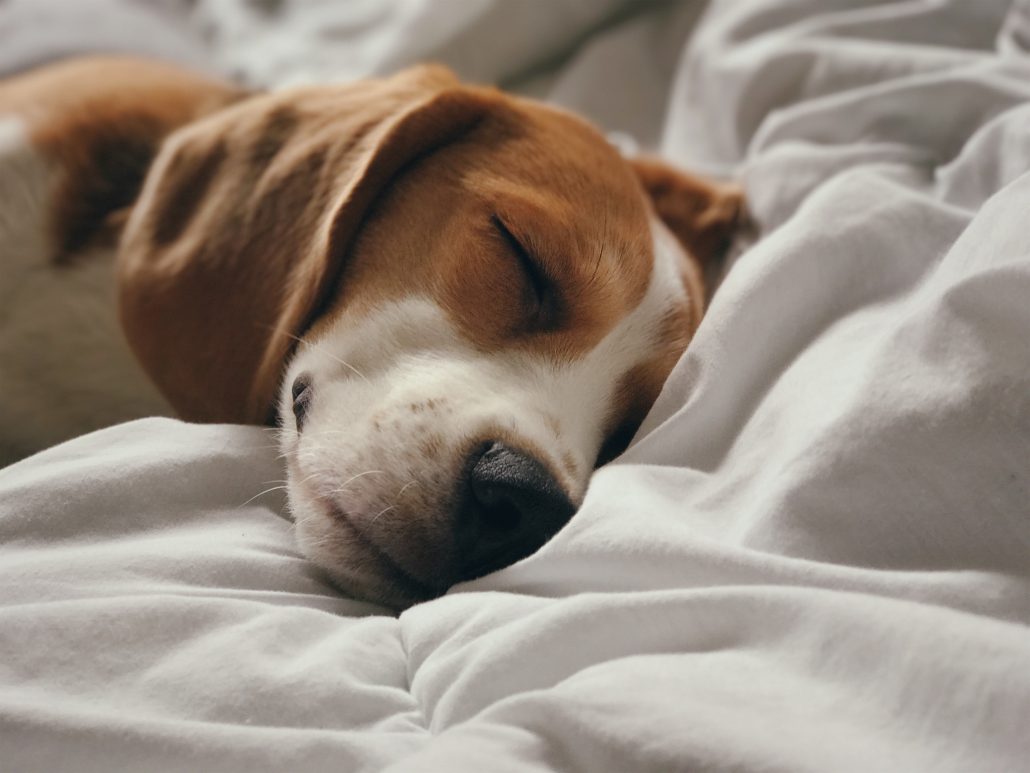 The Importance Of Pet Vaccination - dog sleeping on blanket