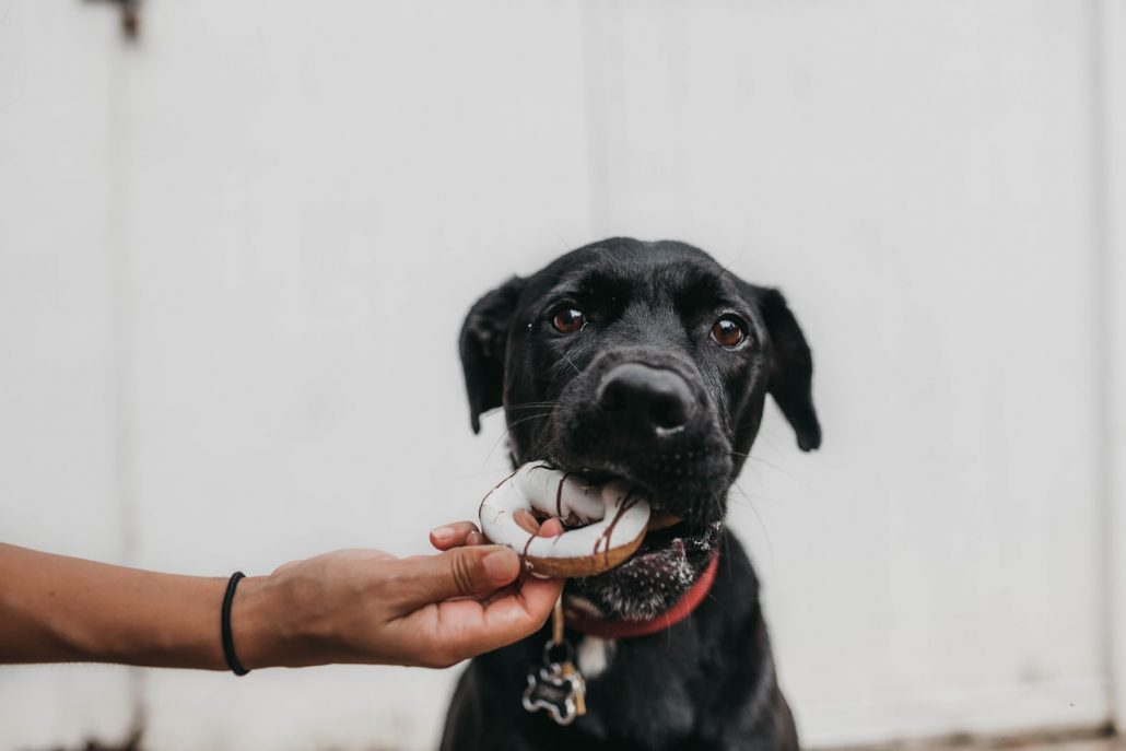 pets and chocolate - dog eating biscuit