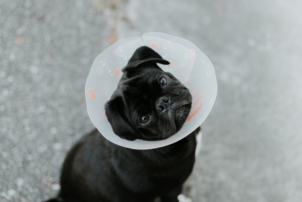 Secrets To A Stress Free Vet Visit - pug in cone