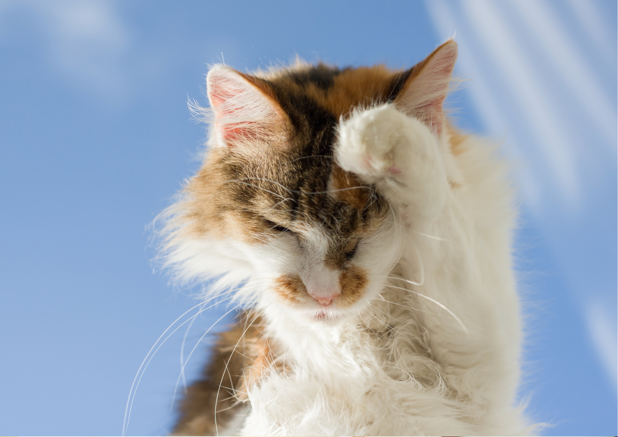 Does Your Pet Have Separation Anxiety? - scratching cat