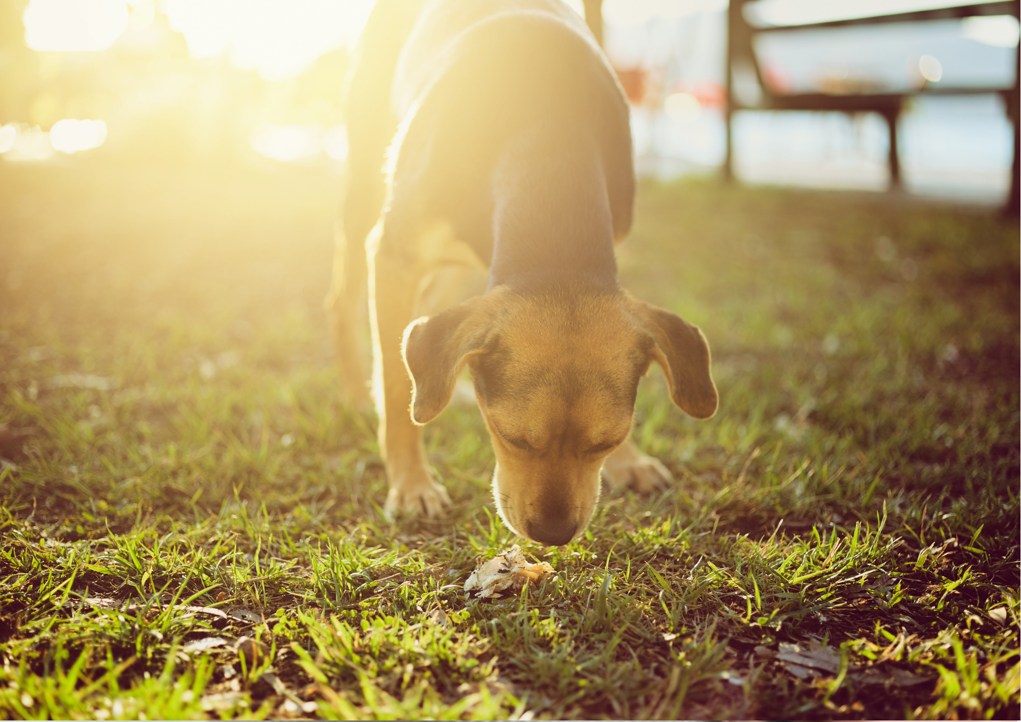 Emergency Vet Care Brisbane - eating dog