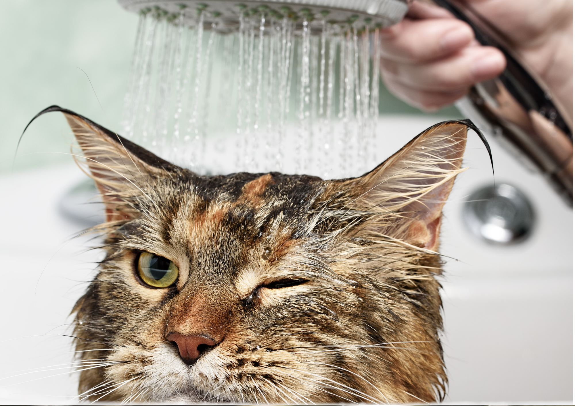 f3 vaccination - bathing cat