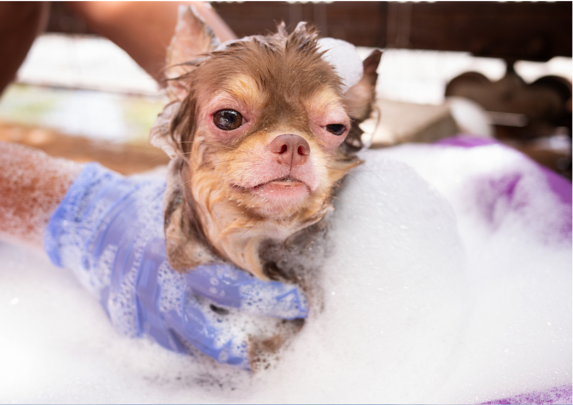 emergency vet care Sunnybank - washing small dog