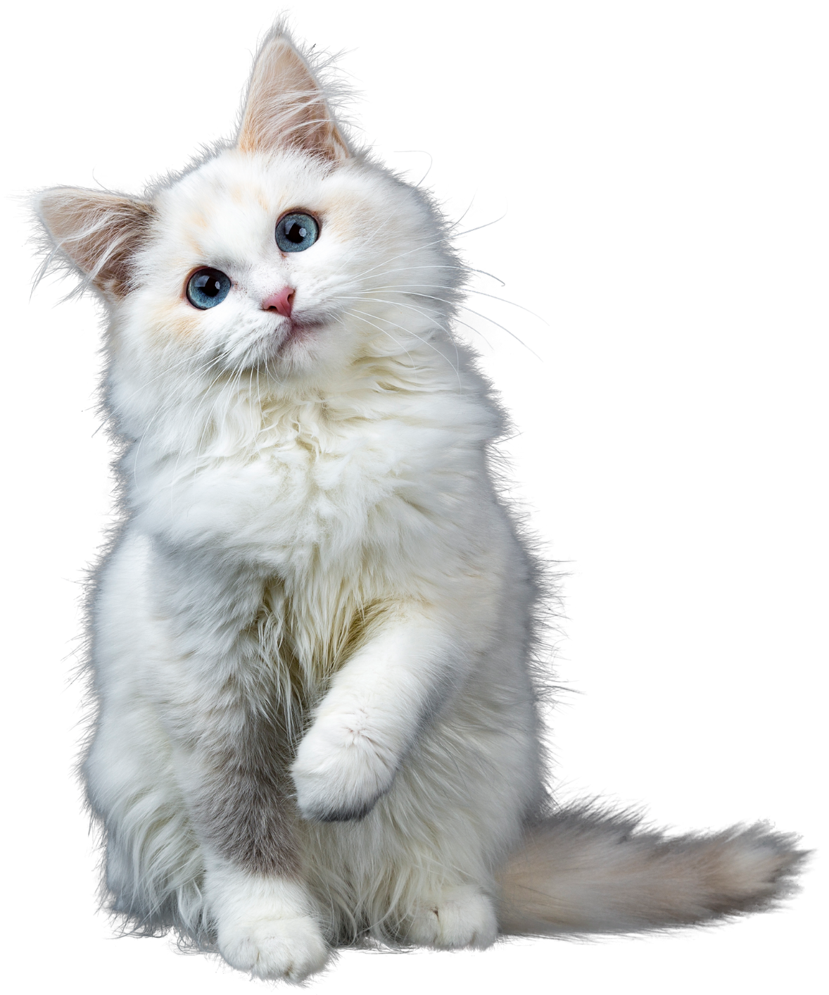 Kitten Injections - white cat