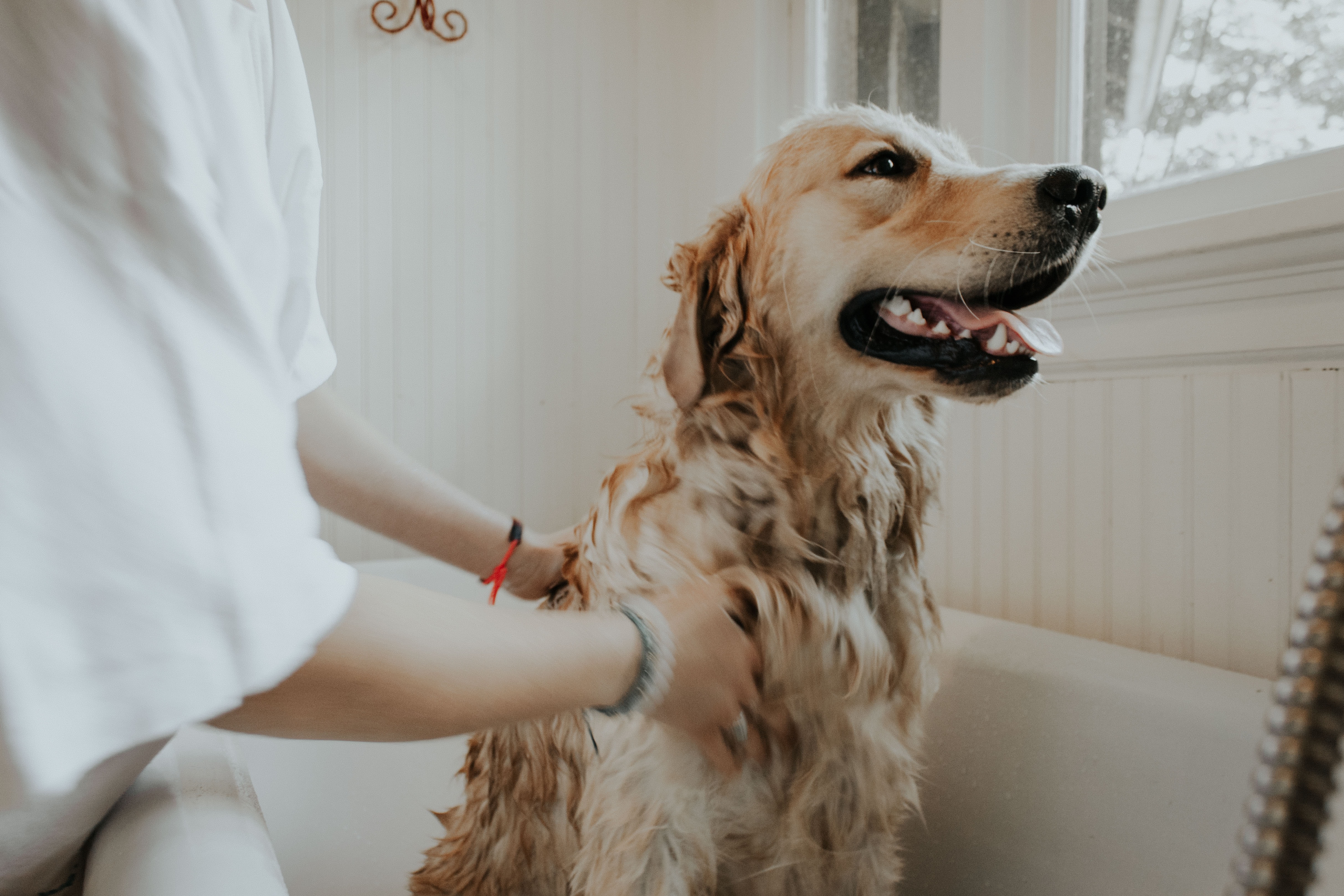 Labrador dog being groomed to reduce pet shedding