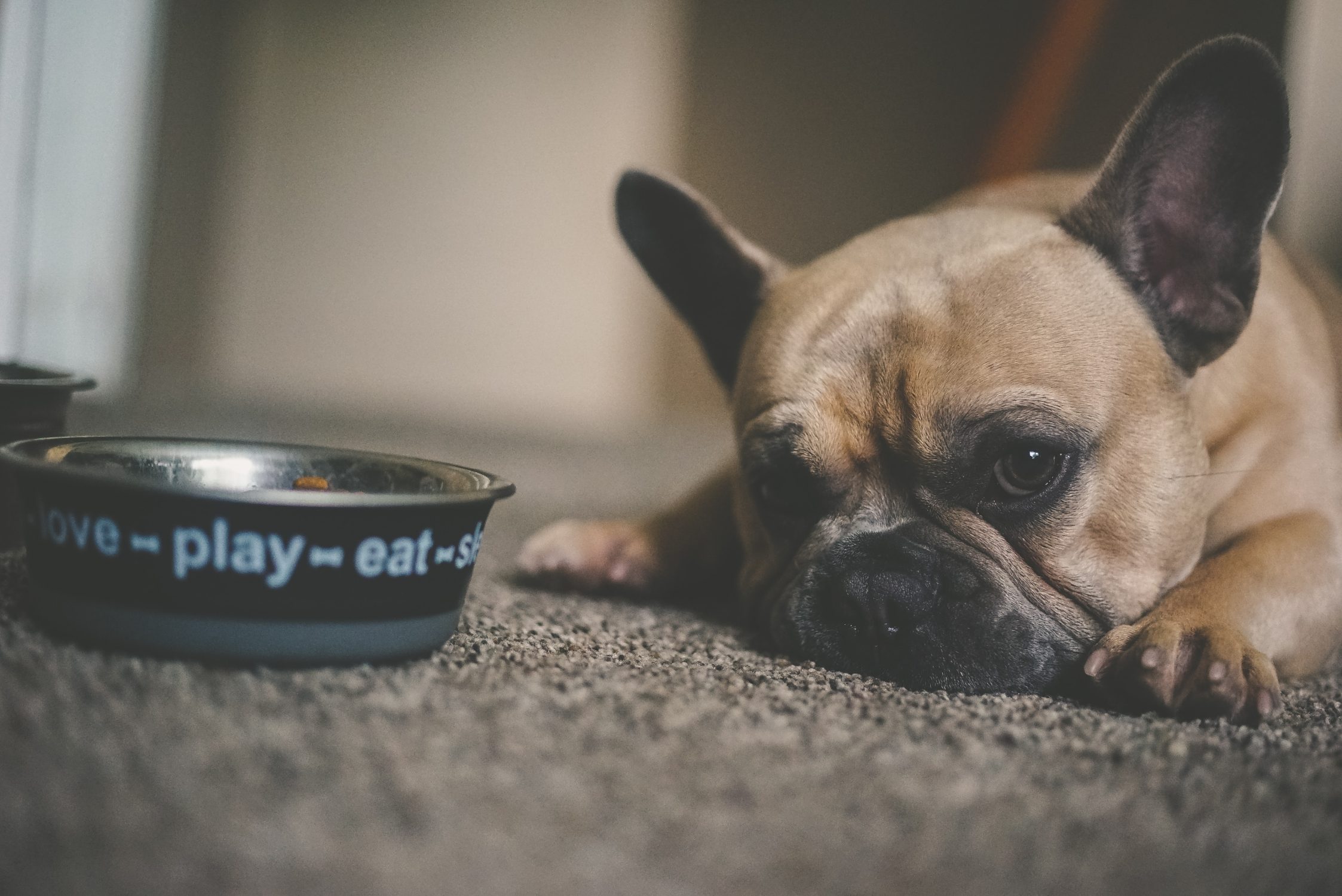 Signs Of Dental Disease In Pets - pug and bowl