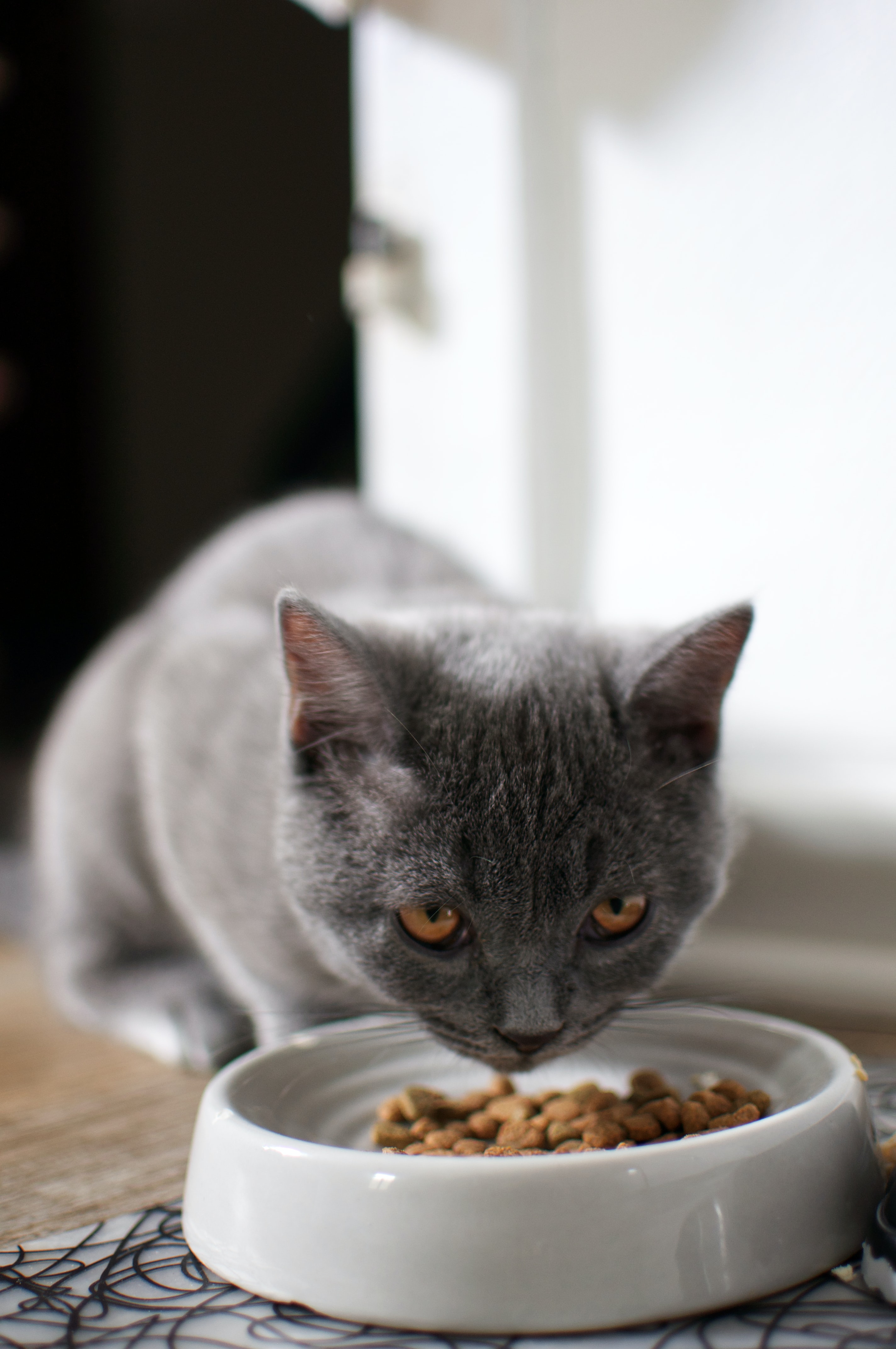 How To Tell Your Pet Has Allergies - cat eating kibble