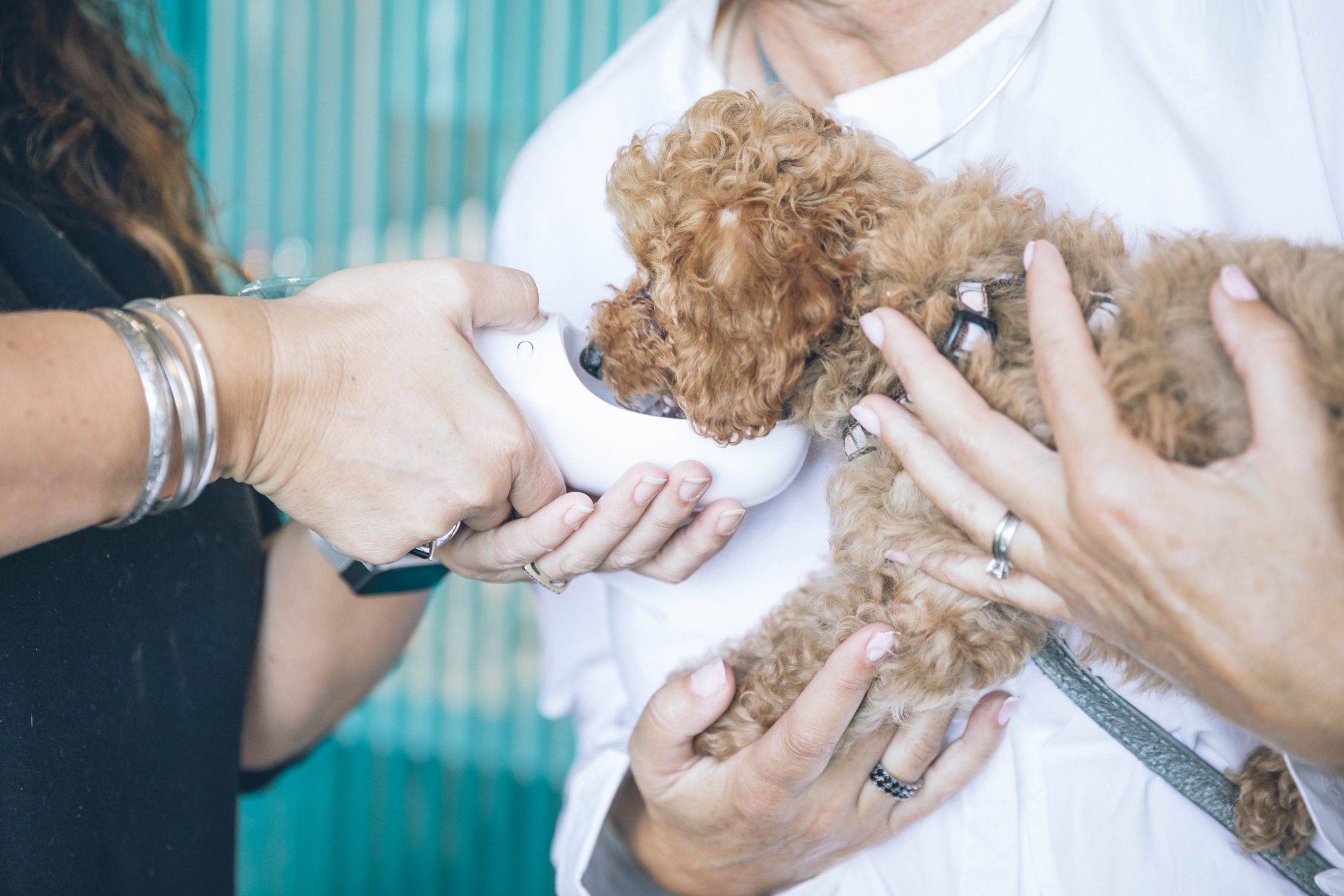 affordable vet care - dog drinking from bottle