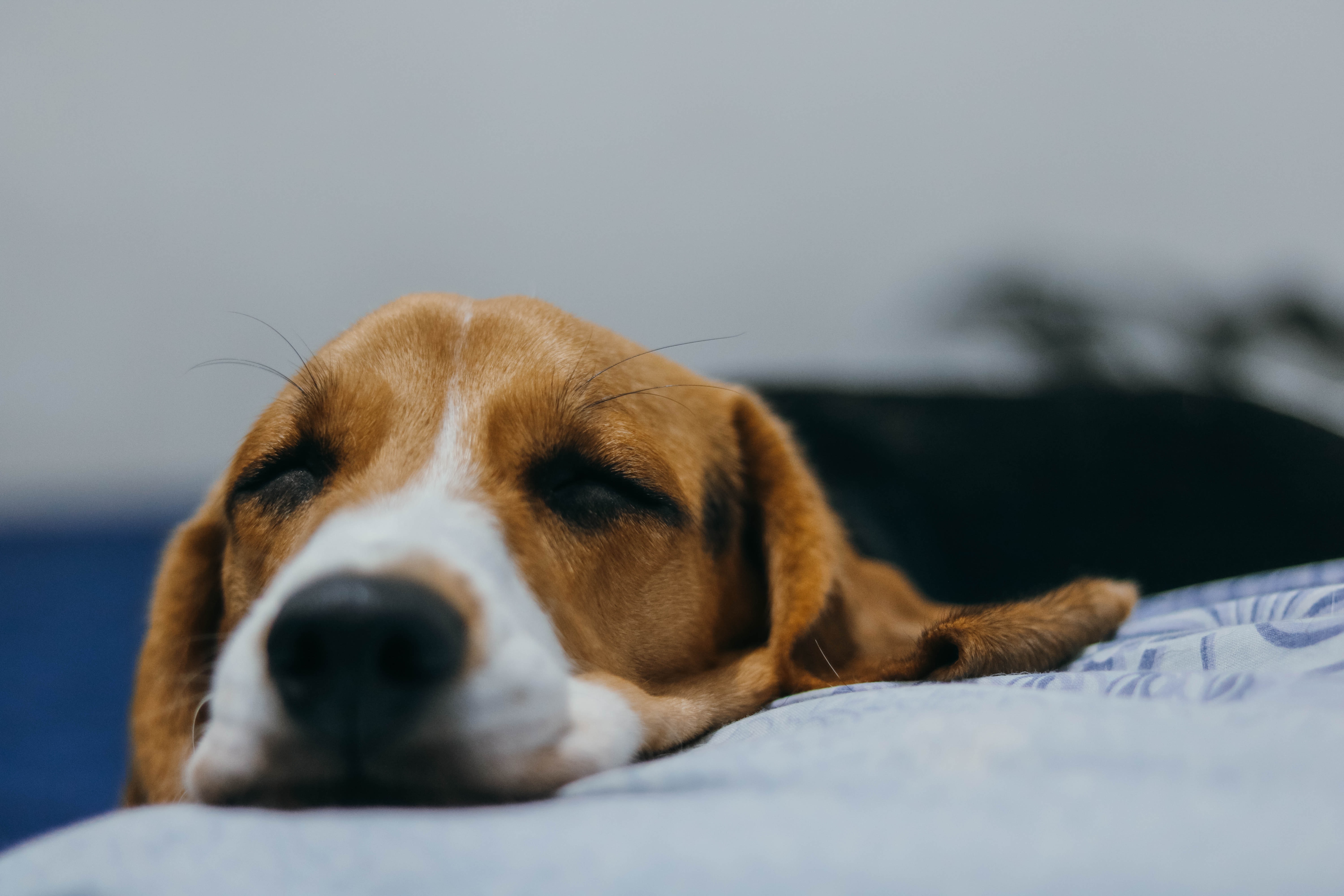 The Importance Of Pet Vaccination - sleeping dog on bed